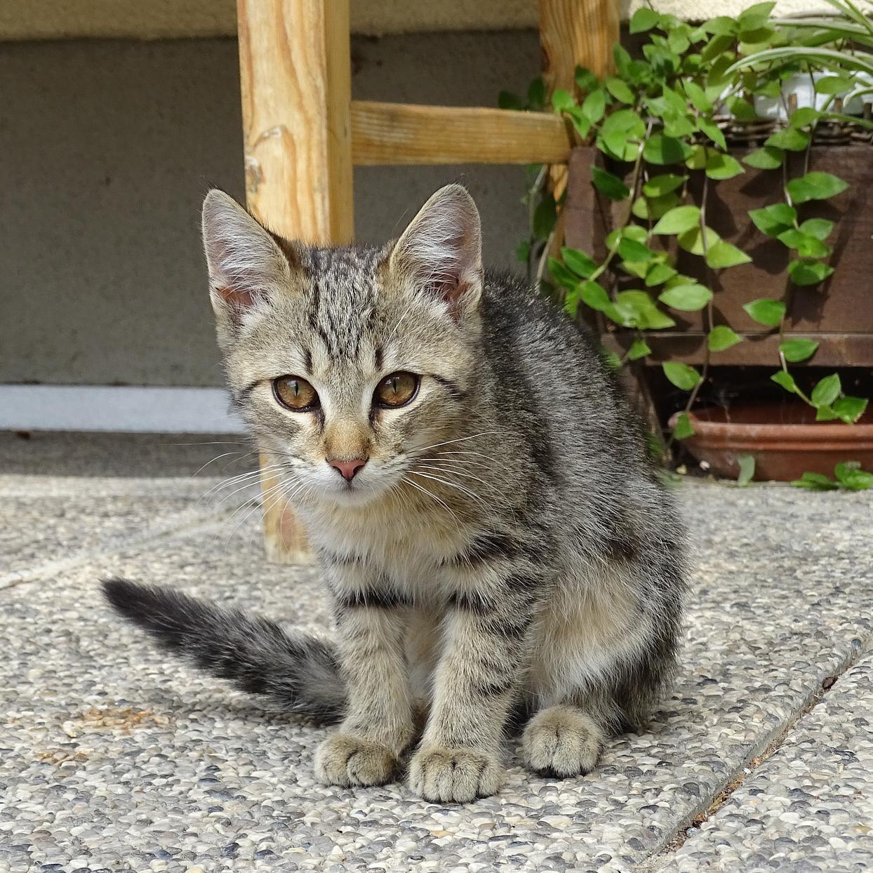 Pourquoi mon chat fait pipi partout dans la maison