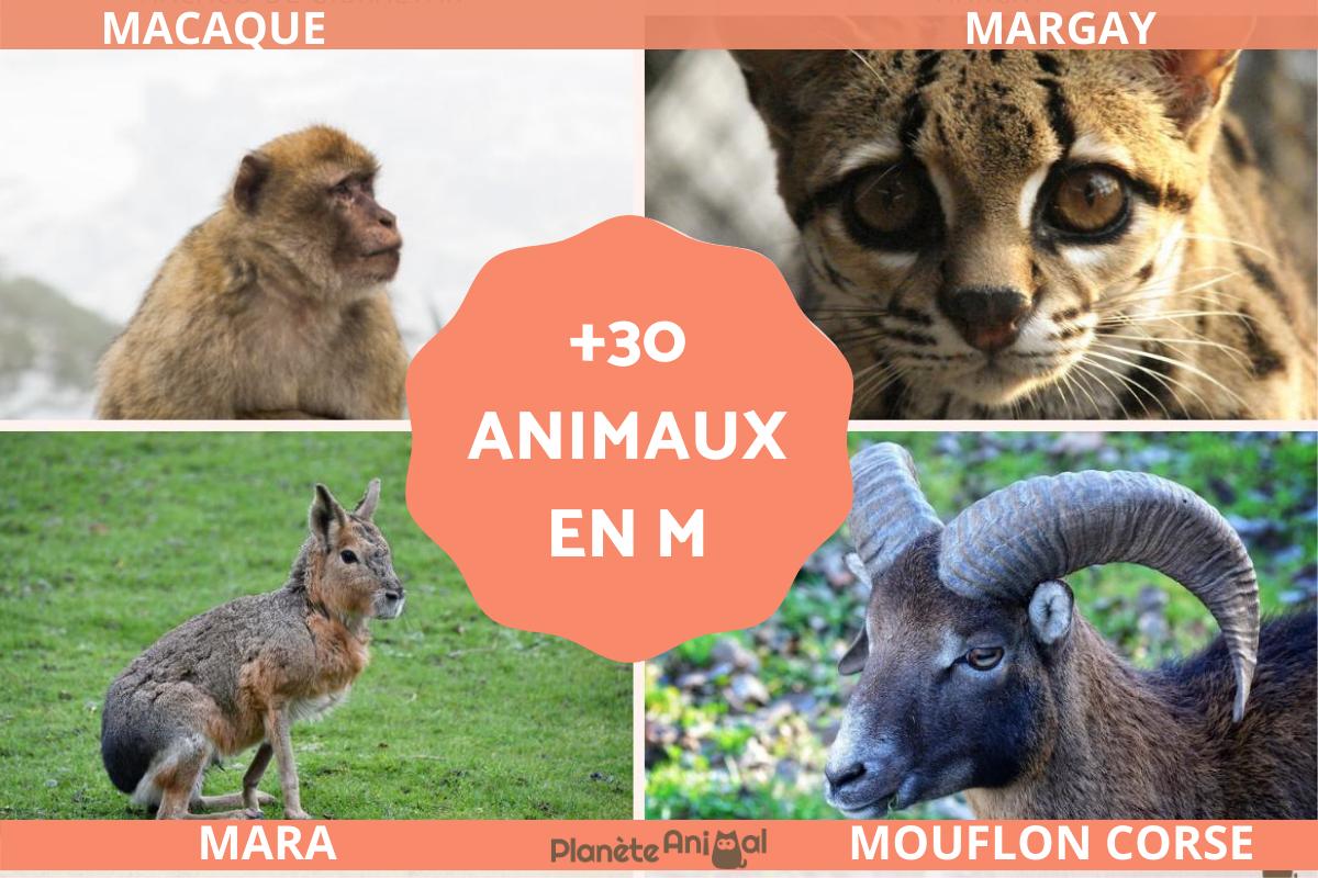 Animaux en M