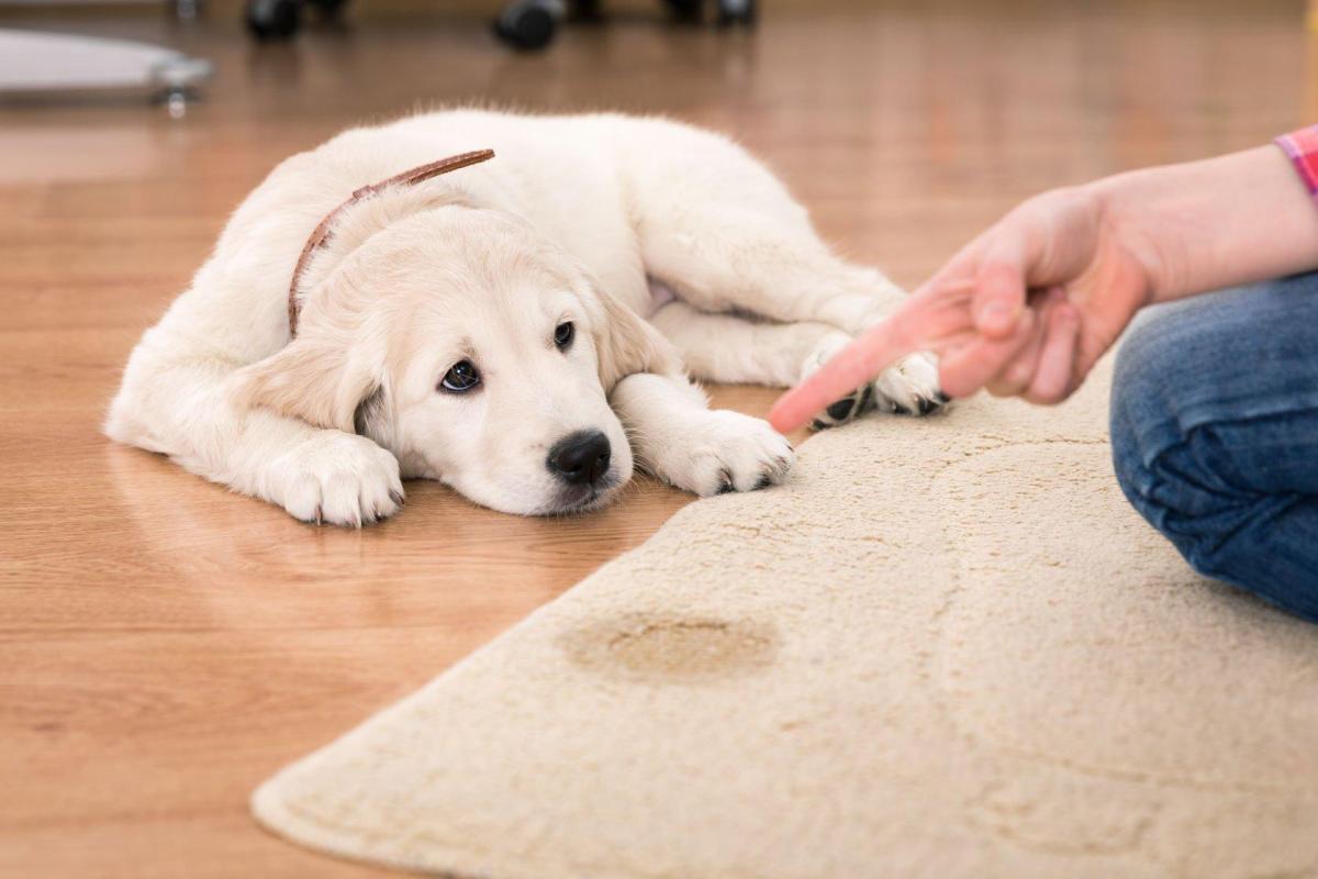 Mon chien fait pipi dans la maison - Causes et que faire