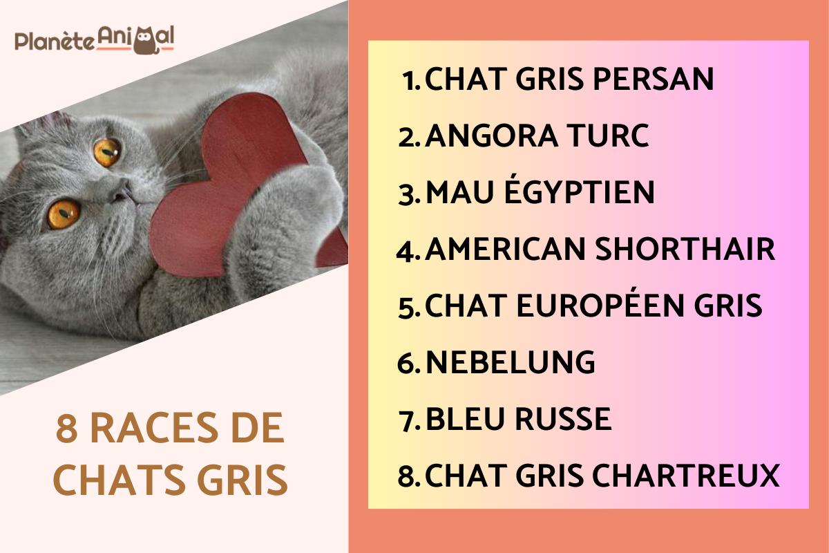 8 races de chats gris