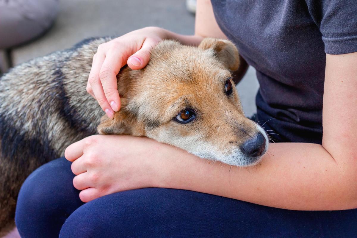 Gabapentine pour chien - Effets secondaires et posologie