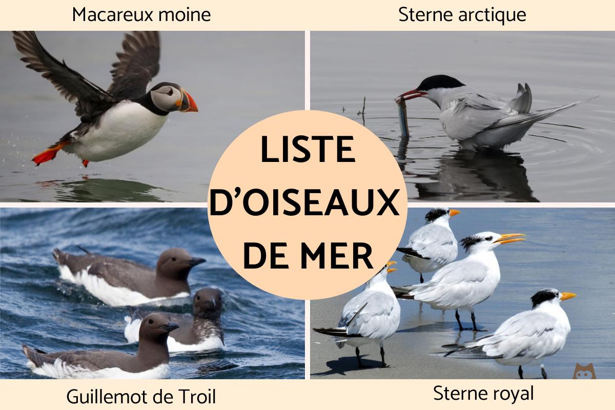 Oiseau Marin 6 Lettres