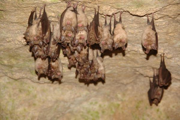 Où vivent les chauves-souris ? - Les chauves-souris vivent-elles seules ou en groupe ?