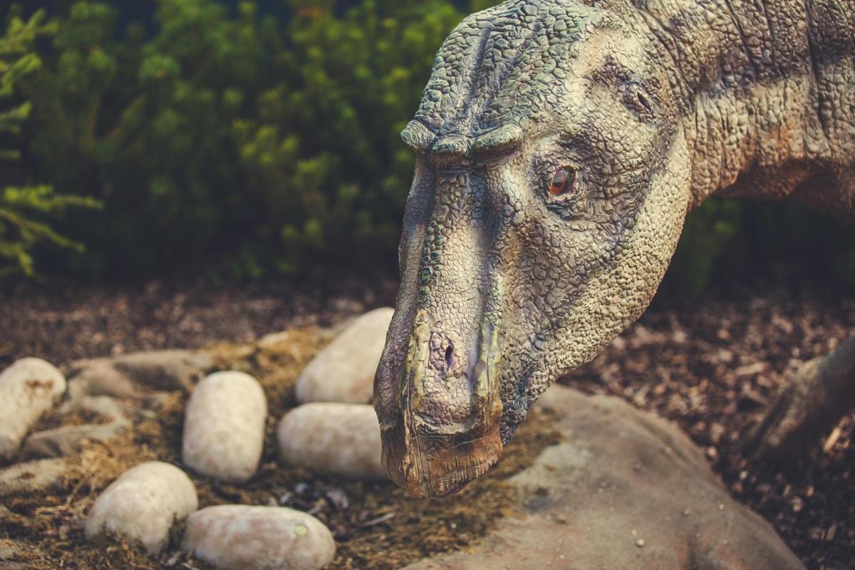 Exposé sur les dinosaures - Reproduction, alimentation, œufs