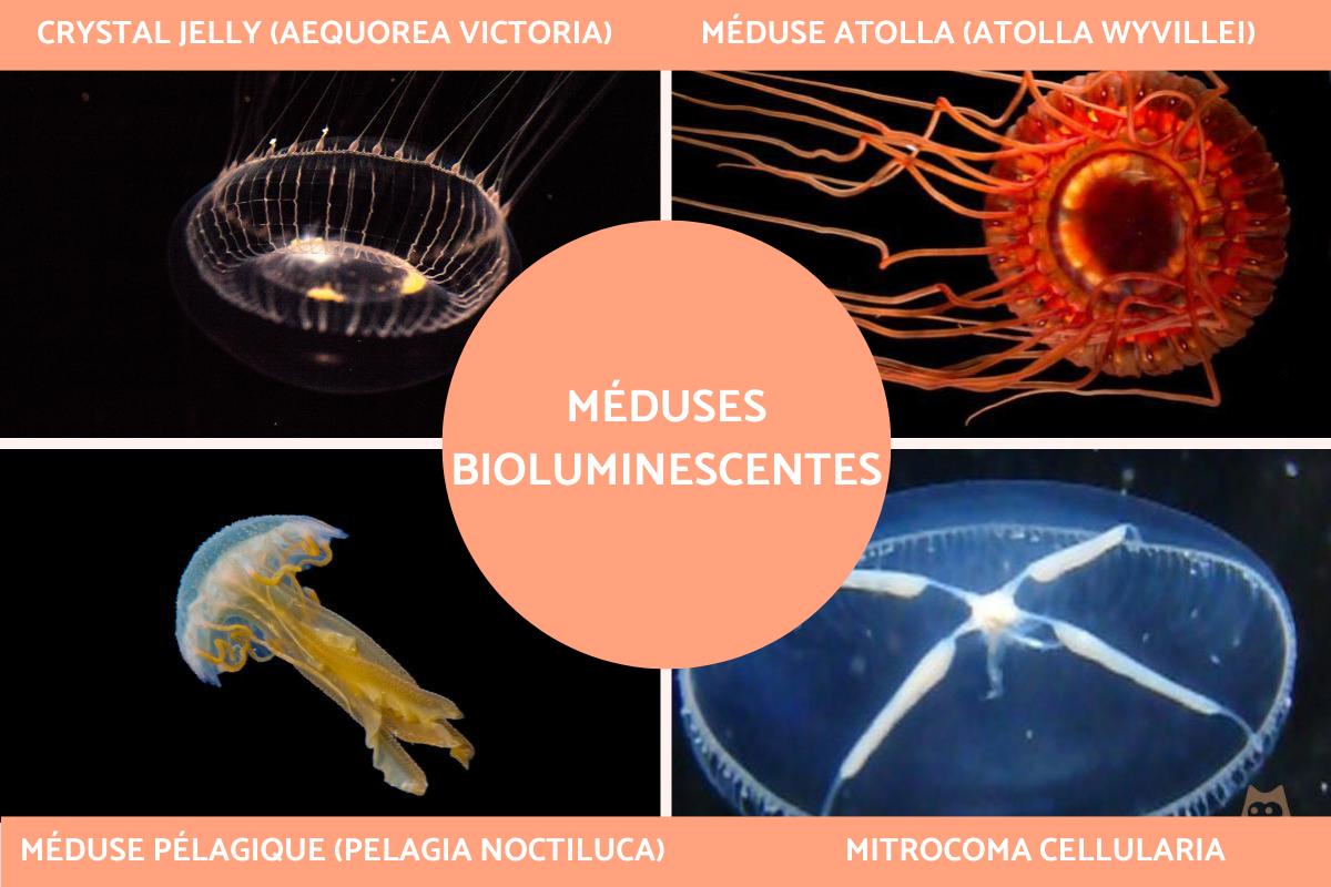 Méduses bioluminescentes : types avec photos
