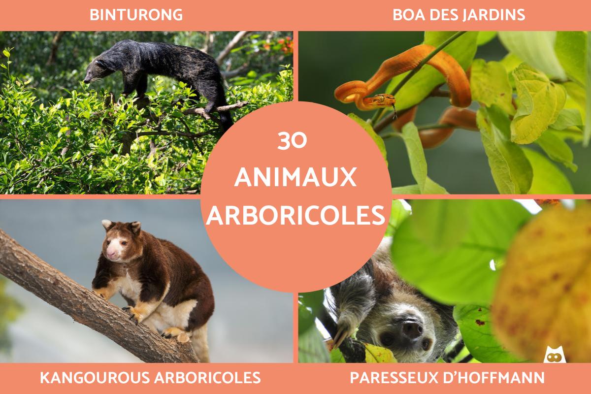 Animaux arboricoles