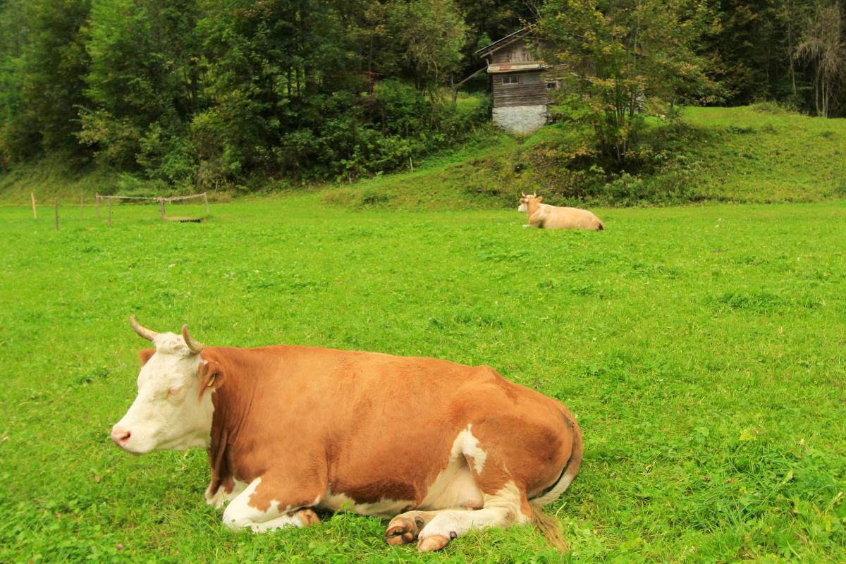 Comment dort une vache ?