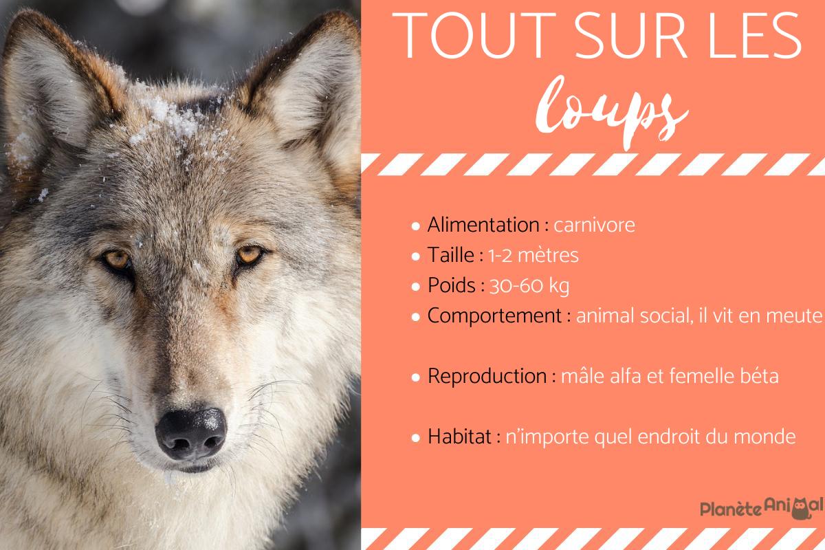Tout savoir sur les loups - Caractère, comportement et anatomie