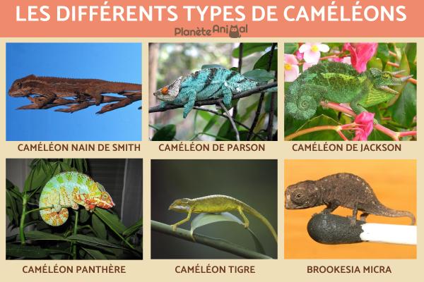 Types de caméléons