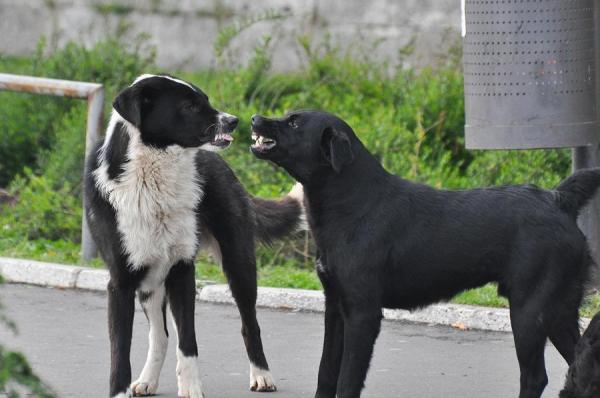Pourquoi ma chienne refuse la saillie ?