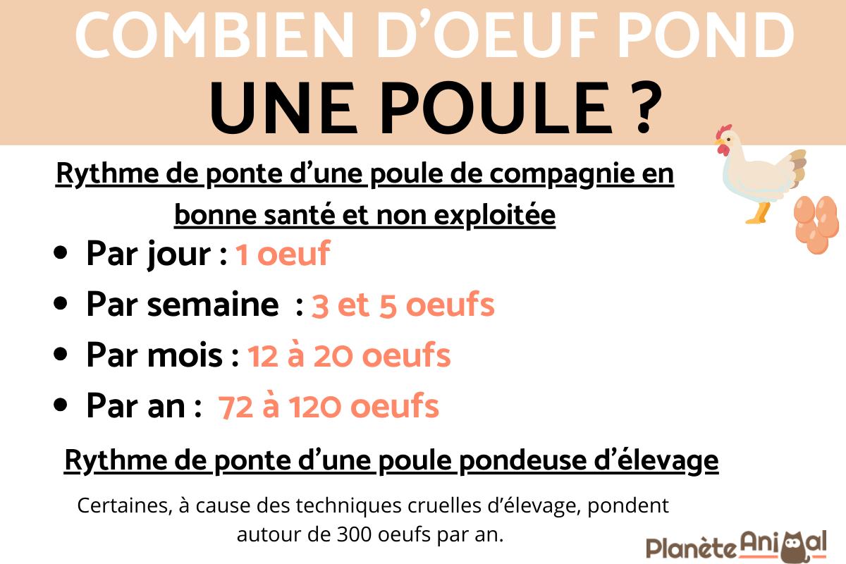 Combien d'oeuf pond une poule ?
