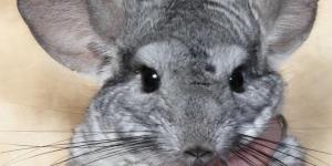 Le chinchilla comme animal de compagnie