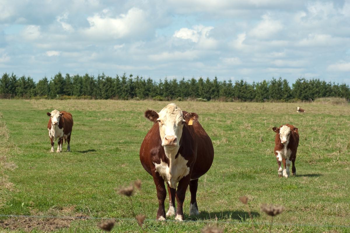 Comment savoir si une vache est pleine ?