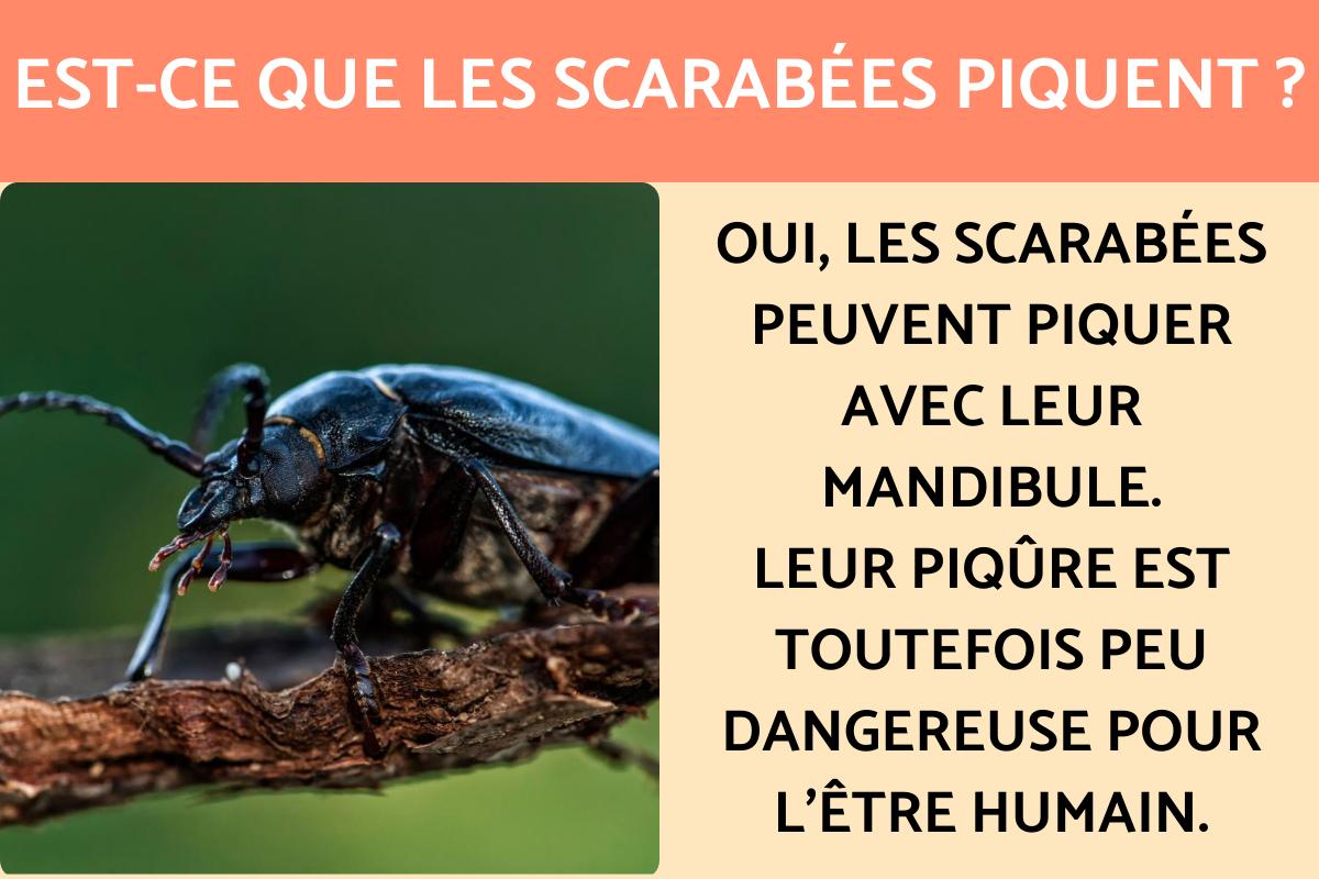 Est-ce que les scarabées piquent ?