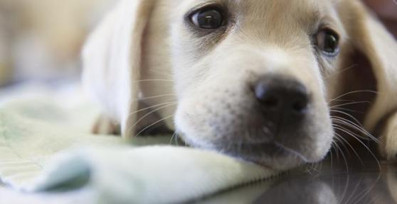 Coronavirus du chien - Symptômes et Traitement