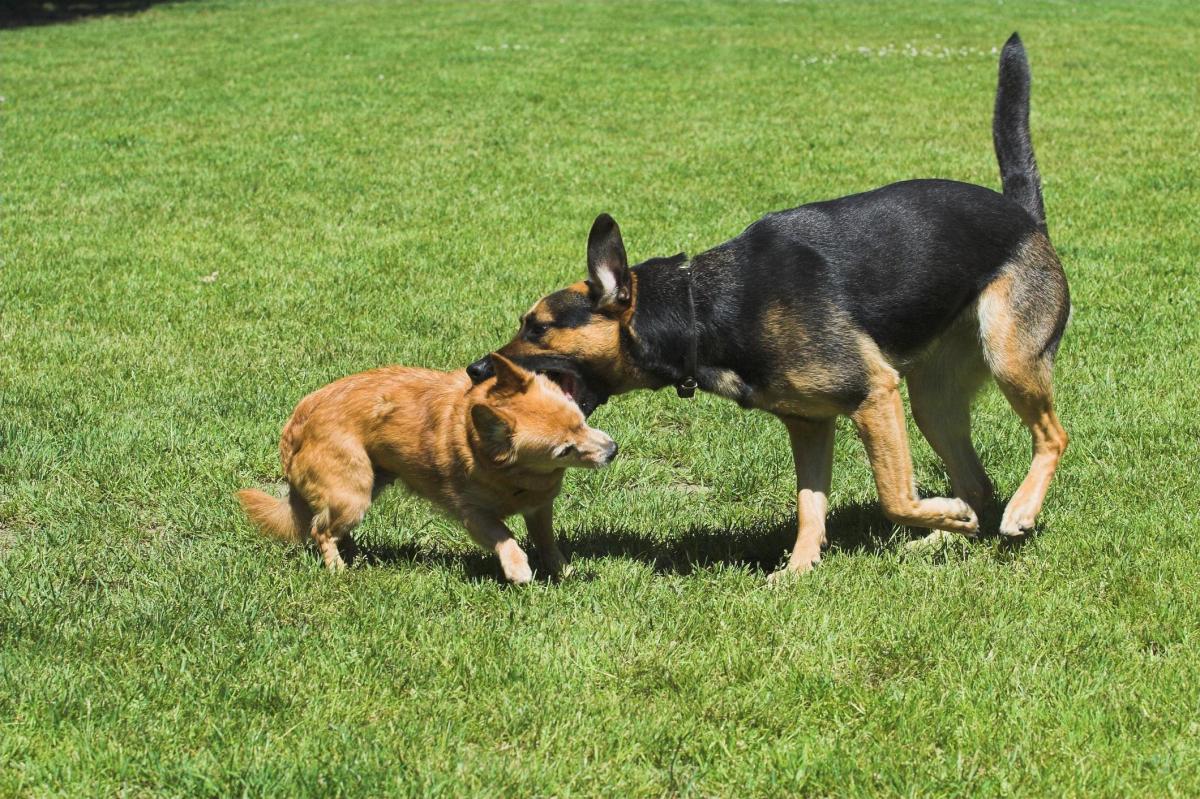 Mon chien a mordu un autre chien - Que faire ?