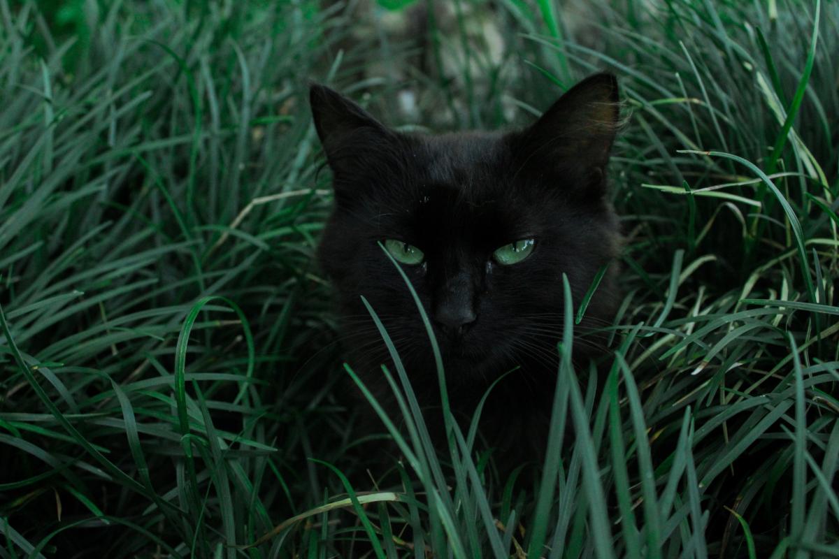 Noms pour chats noirs mâles