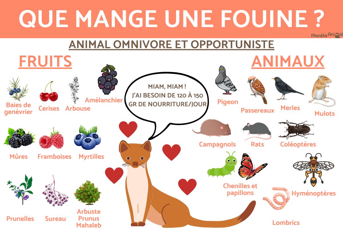 Que mange une fouine ? - Alimentation de la fouine