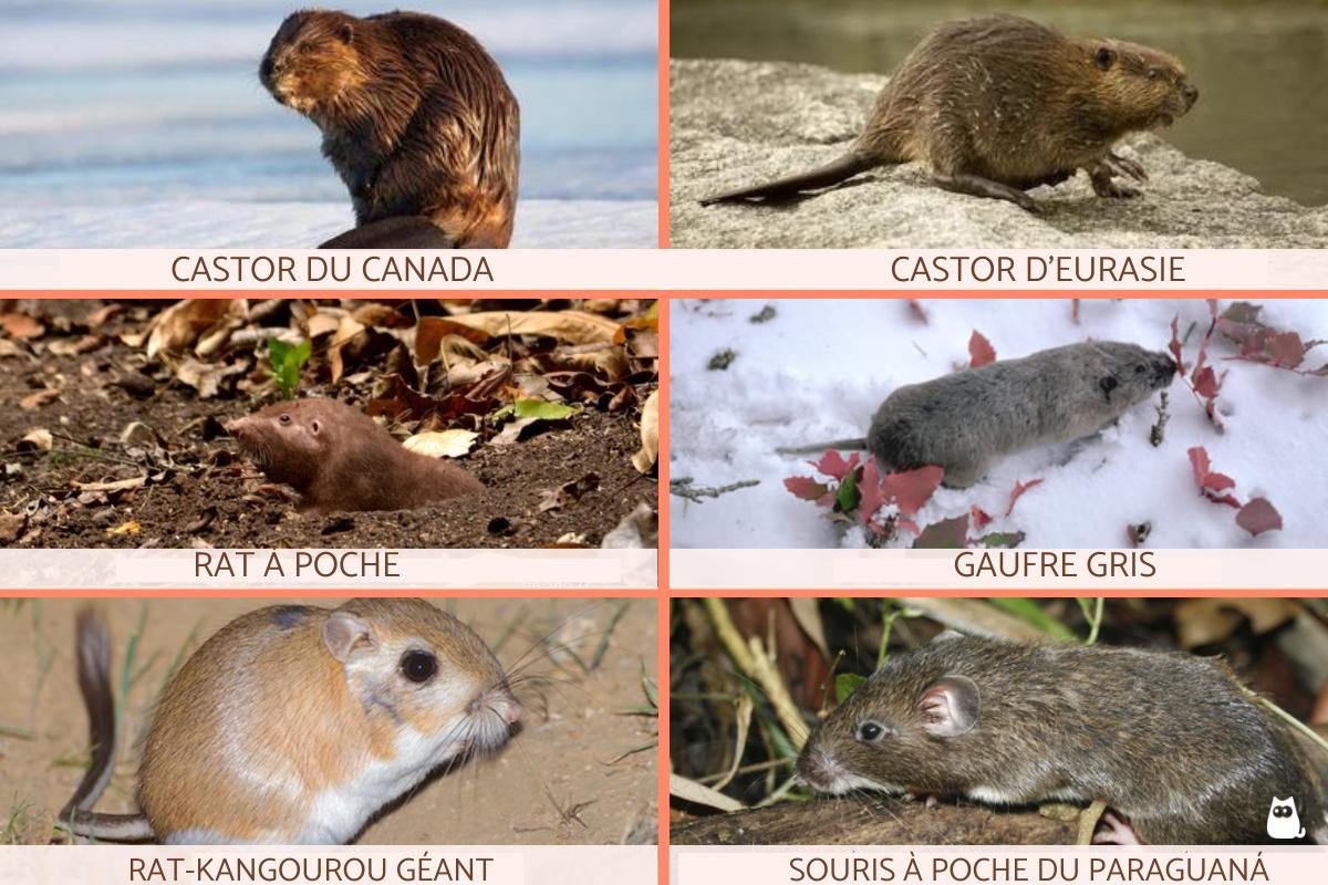 +30 TYPES de RONGEURS SAUVAGES et DOMESTIQUES - LISTE et PHOTOS