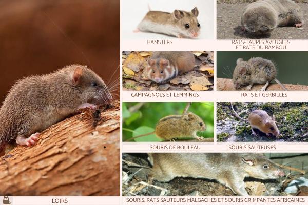  30 TYPES De RONGEURS SAUVAGES Et DOMESTIQUES LISTE Et PHOTOS