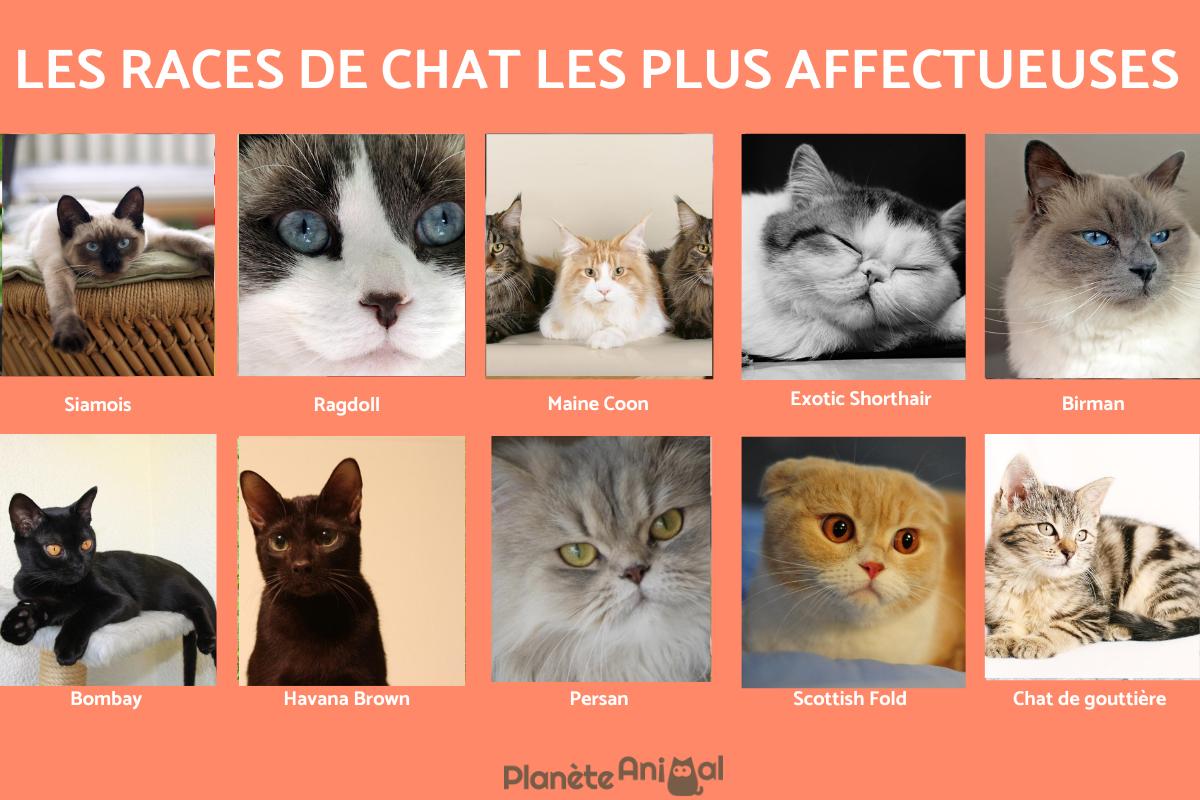 Races de chat les plus affectueuses