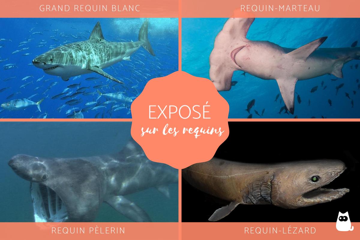 Exposé sur les requins
