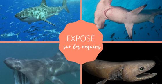 Exposé sur les requins