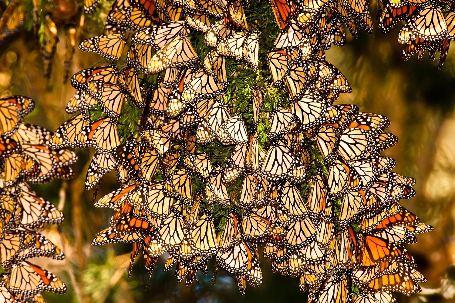 MIGRATION du PAPILLON MONARQUE : PÉRIODE et ROUTE (Avec carte)