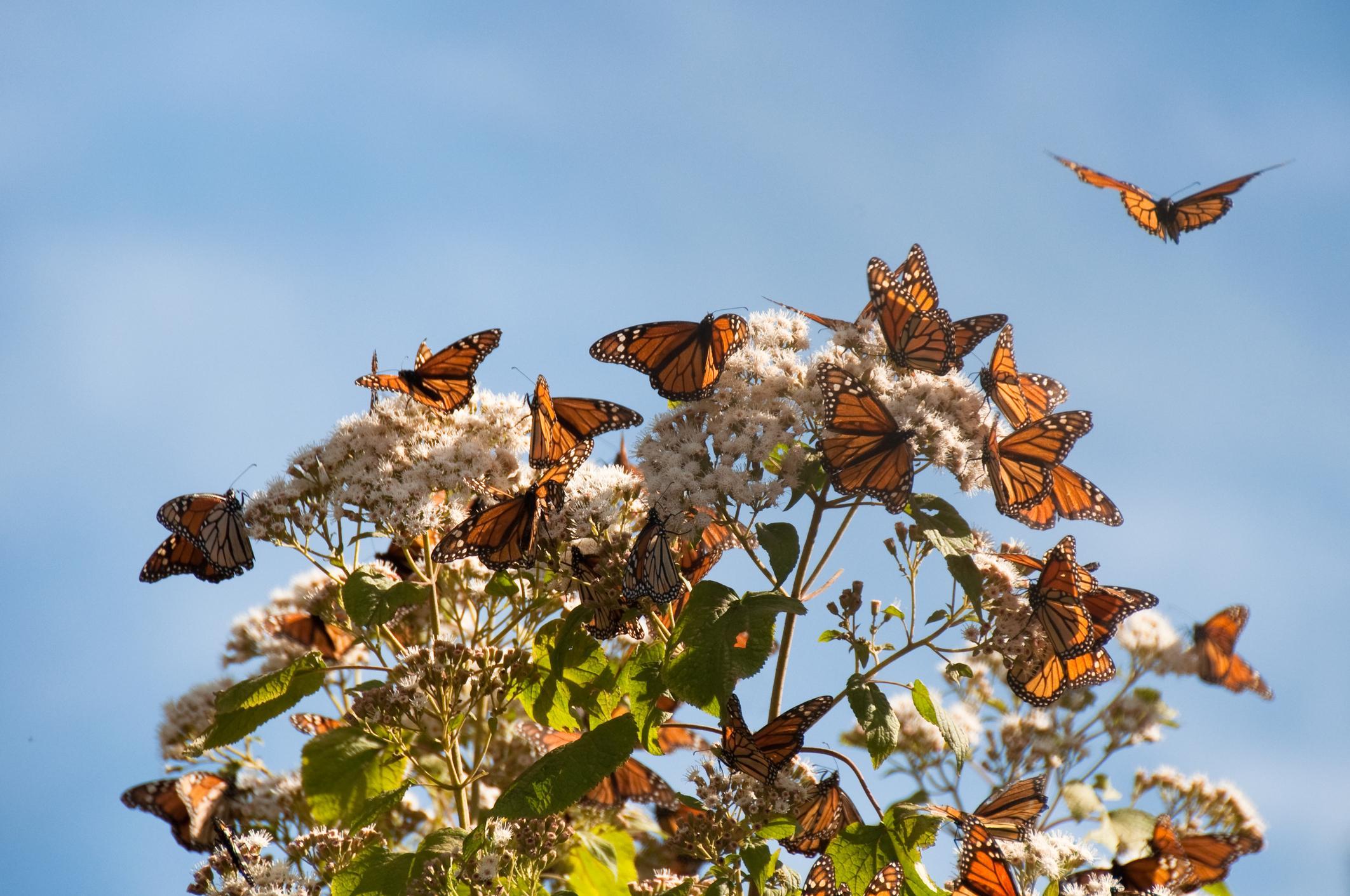 MIGRATION du PAPILLON MONARQUE : PÉRIODE et ROUTE (Avec carte)