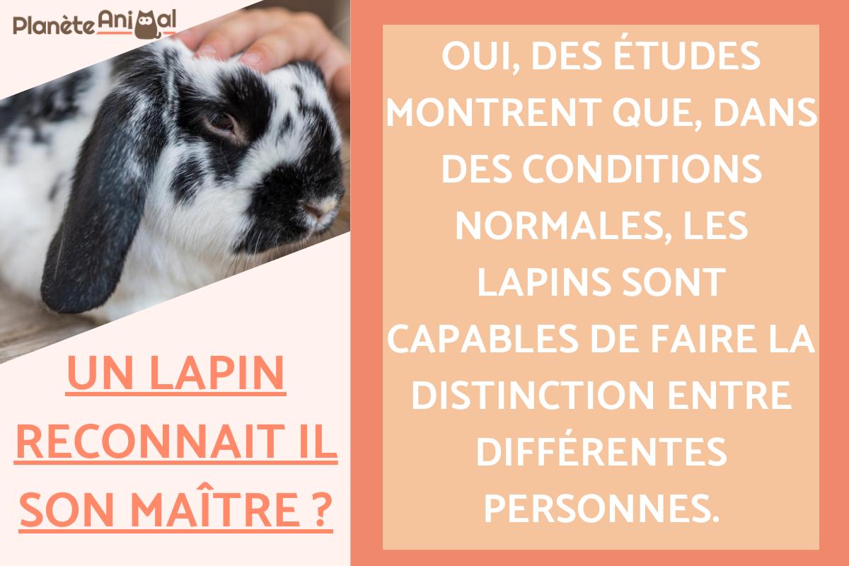 Un lapin reconnait il son maître ?