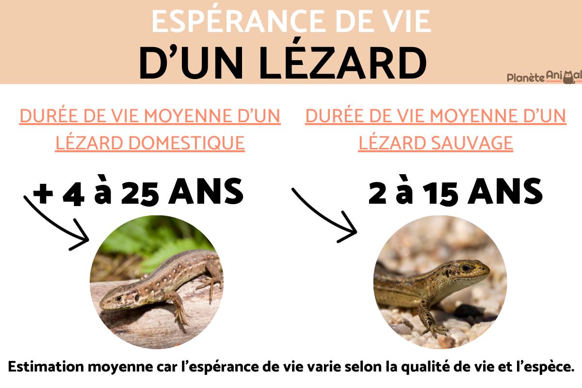 DURÉE de VIE d'un LÉZARD 10 ANS — free download