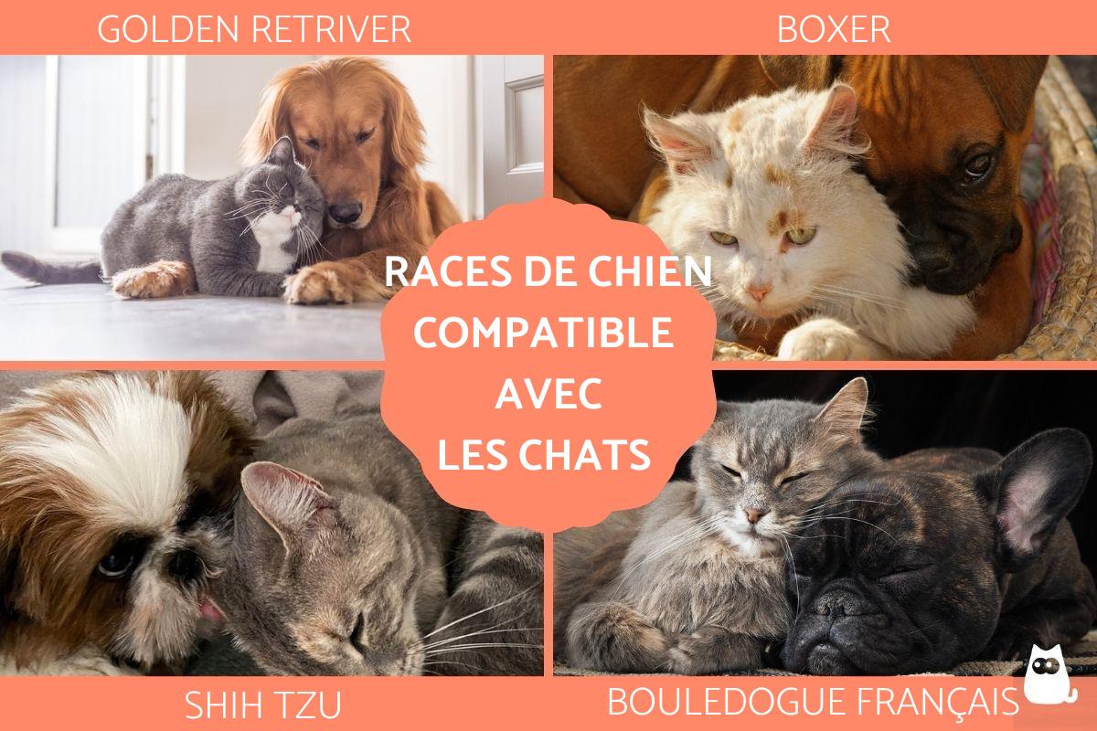 Race de chien compatible avec les chats - Liste et recommandations