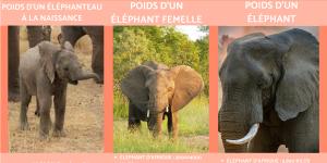 Combien pèse un éléphant ?