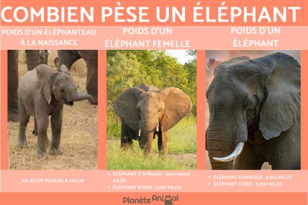 Combien pèse un éléphant ?