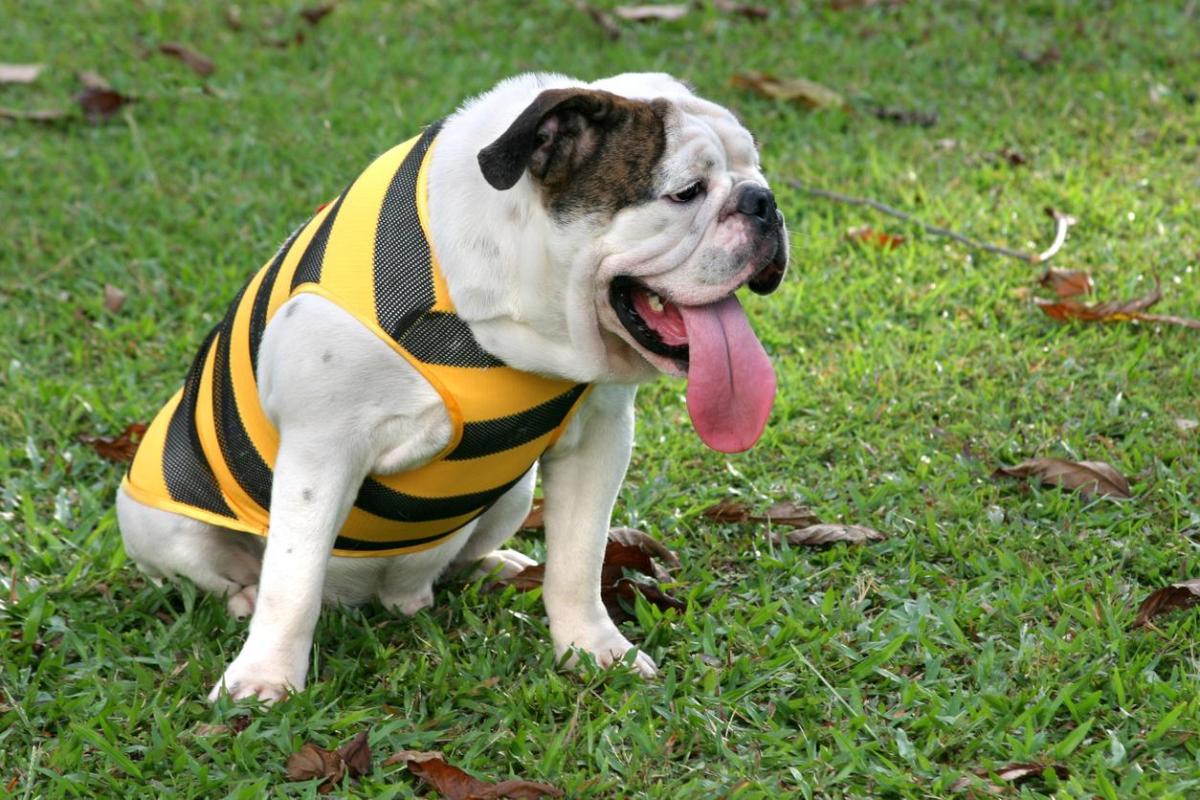 Mon chien tire la langue - Causes et solutions