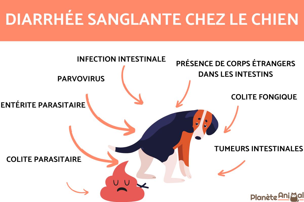 Diarrhée sanglante chez le chien - Causes et traitement