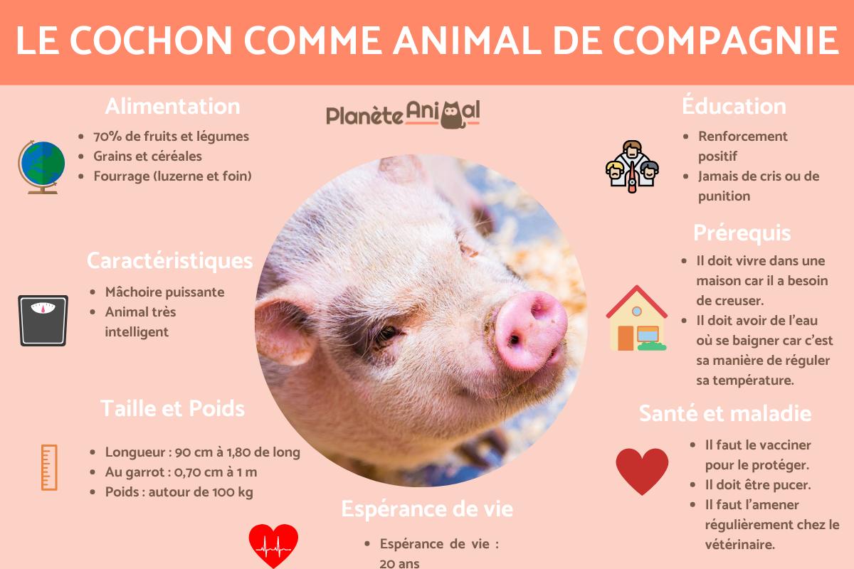 Le cochon comme animal de compagnie