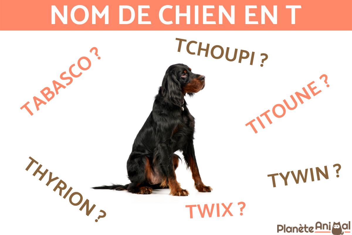 Nom de chien en T - 2022