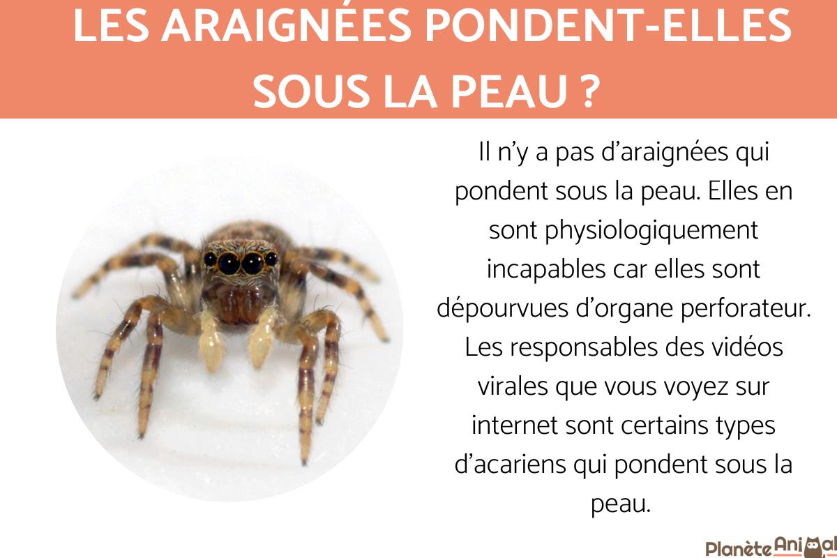 Araignées qui pondent sous la peau