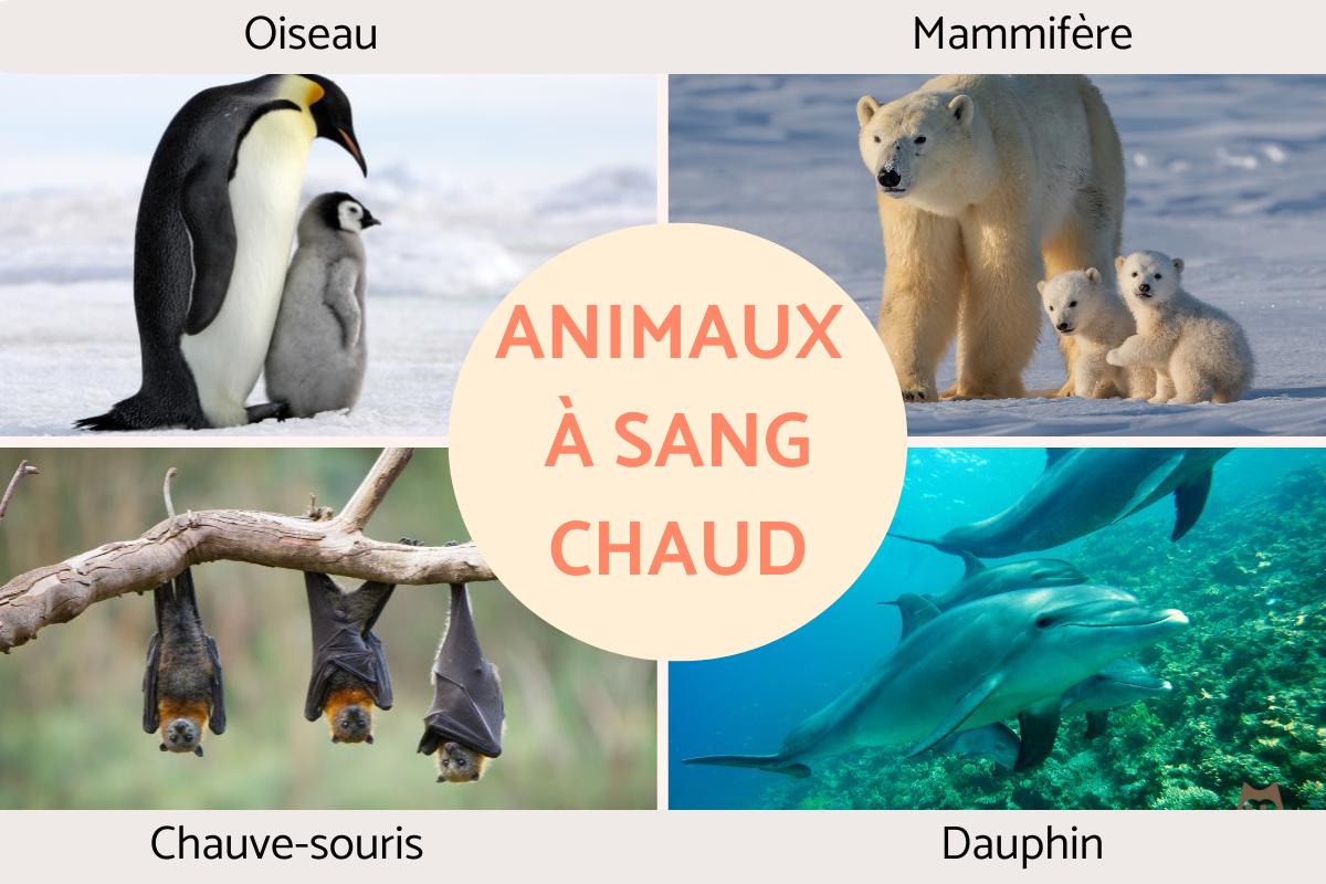 Animaux à sang chaud
