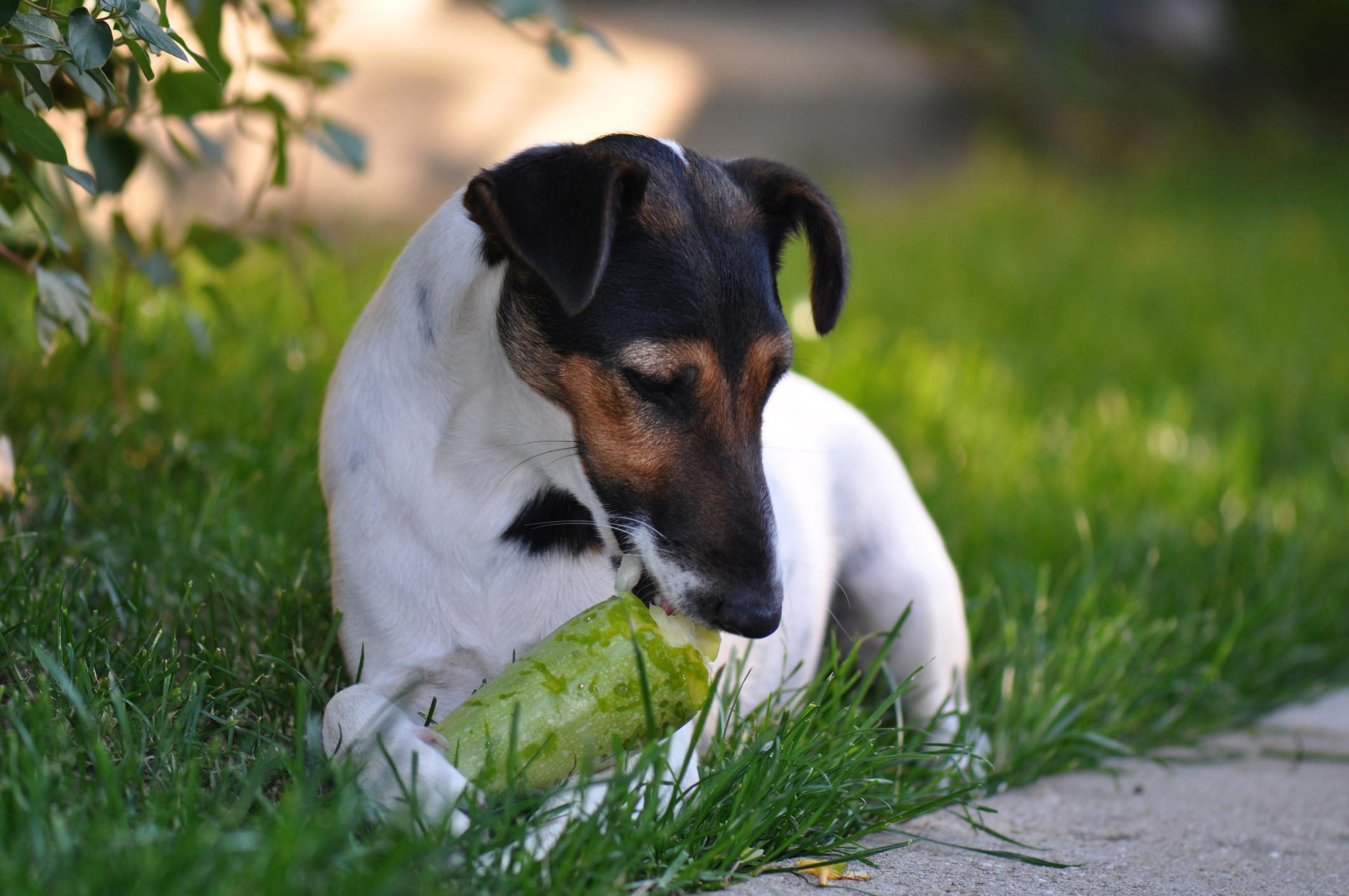 Mon CHIEN peutil MANGER de la COURGETTE