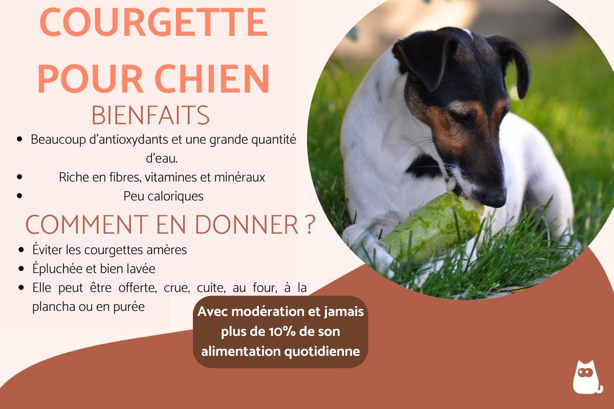 Mon chien peut-il manger de la courgette ?