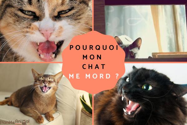 Pourquoi mon chat me mord ? Causes et solutions