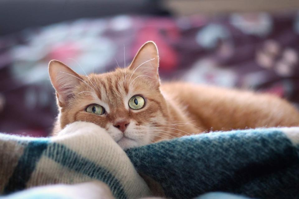 Mon chat respire vite Causes et solutions