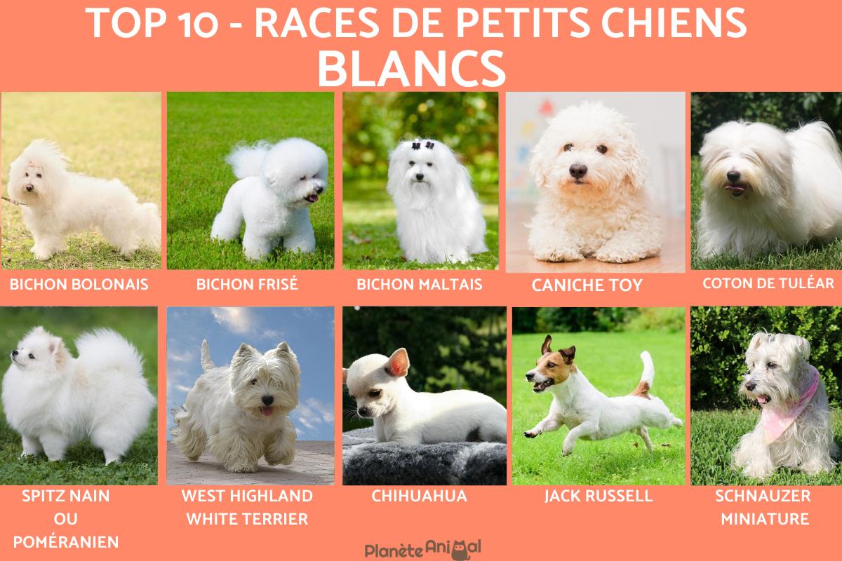 10 races de petits chiens blancs