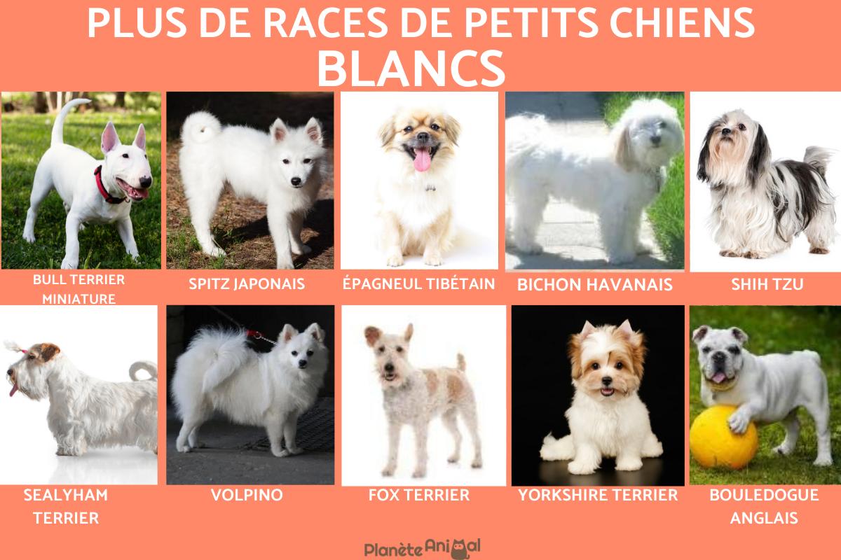 10 Races De Petits Chiens Blancs Poils Longs Poils Courts 10 Races De Petits Chiens Blancs Poils Longs Poils Courts