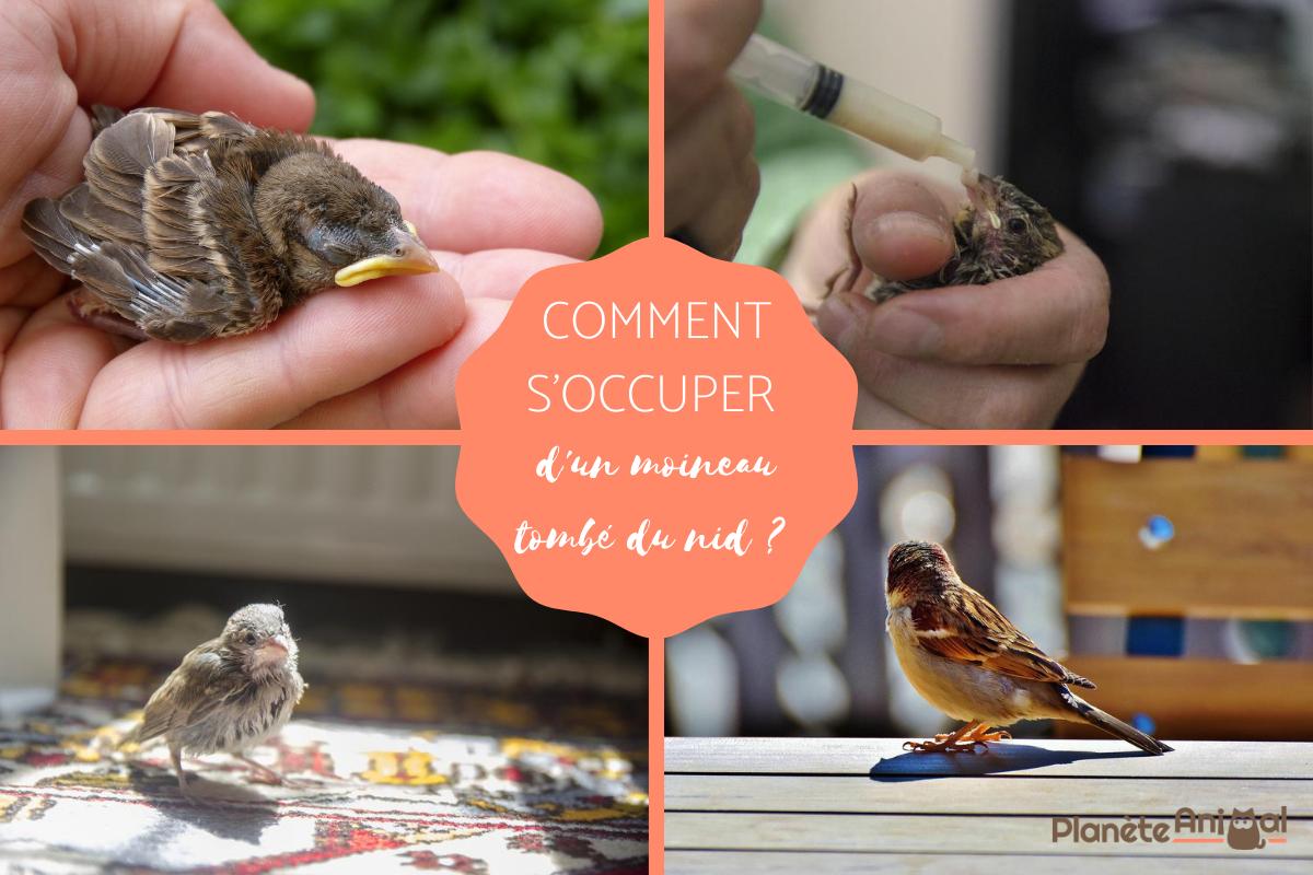 Comment s'occuper d'un bébé moineau — free download
