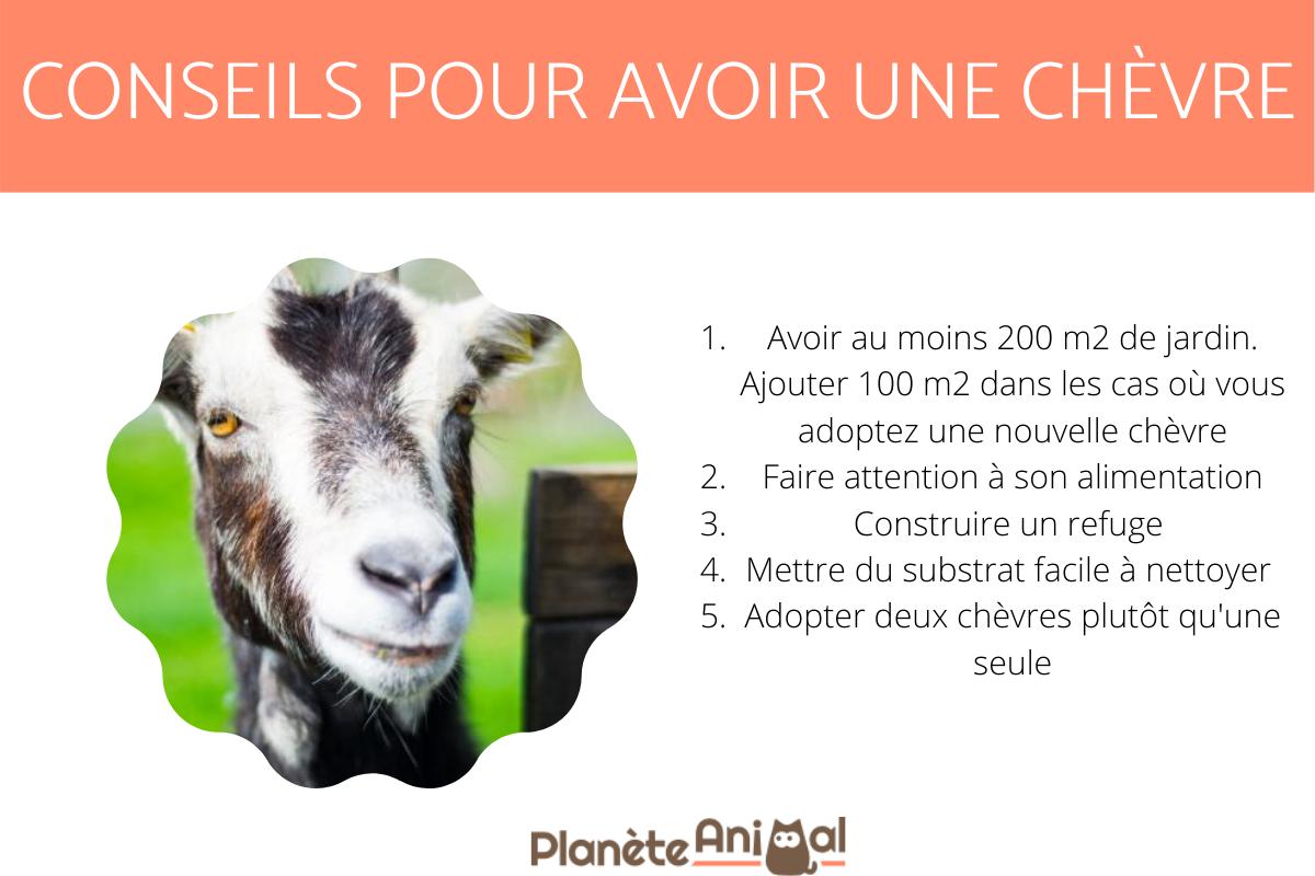 Avoir une chèvre - conseils pour élever une chèvre