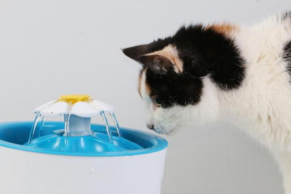 Extinction de voix du chat : traitement naturel - Bonne hydratation