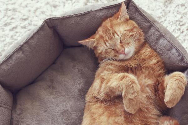 Extinction de voix du chat : traitement naturel - Espace pour se reposer